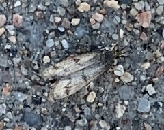 Plodia interpunctella