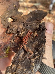 Metatrichia vesparium