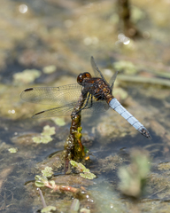 Erythrodiplax connata