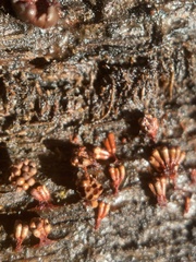 Metatrichia vesparium