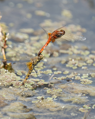 Erythrodiplax corallina