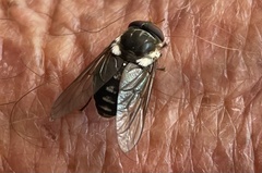 Scaptia