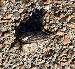 Plodia interpunctella