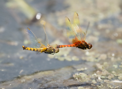 Erythrodiplax corallina