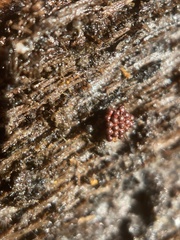 Metatrichia vesparium