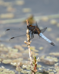 Erythrodiplax connata