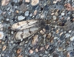 Plodia interpunctella