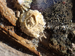 Semibalanus cariosus