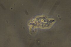 Amoebidae