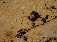 Hyalidae
