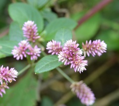 Alternanthera porrigens