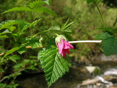 Rubus spectabilis