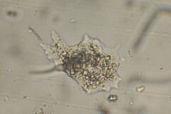 Amoebidae