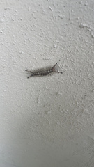Dasychira meridionalis
