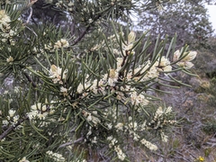 Hakea lissosperma