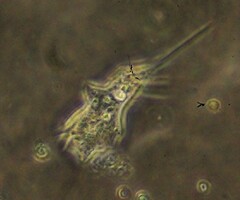 Amoebidae