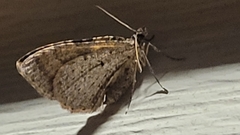 Costaconvexa centrostrigaria