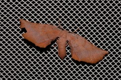 Parepisparis multicolora