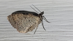 Costaconvexa centrostrigaria