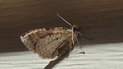 Costaconvexa centrostrigaria