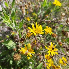 Heterotheca inuloides