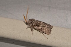 Cryptophasa irrorata