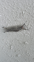 Dasychira meridionalis