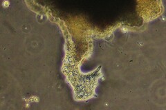Amoebidae