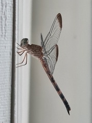 Anisoptera