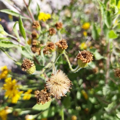 Heterotheca inuloides