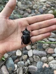 Strategus aloeus