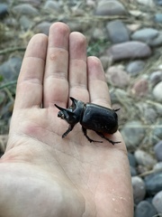 Strategus aloeus