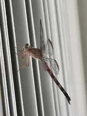 Anisoptera