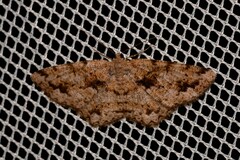 Hypomecis externaria