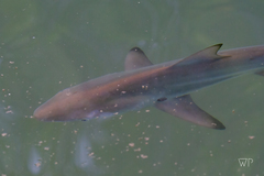 Carcharhinus limbatus