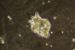 Amoebidae