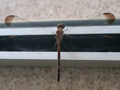 Anisoptera
