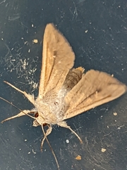 Mythimna unipuncta
