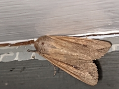 Mythimna unipuncta