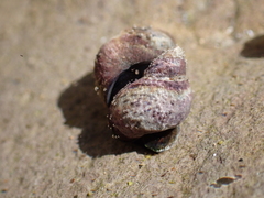 Littorina
