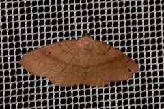 Eurychoria gerasphora