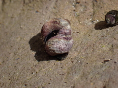 Littorina