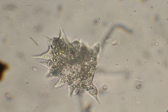 Amoebidae