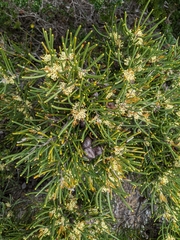 Hakea epiglottis epiglottis