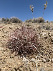 Sclerocactus polyancistrus
