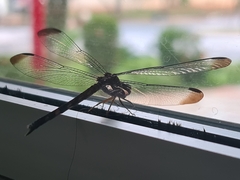 Anisoptera