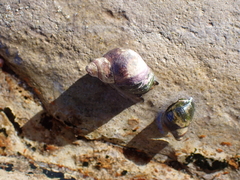 Littorininae