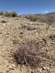 Sclerocactus polyancistrus