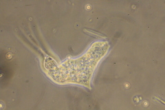 Amoebidae