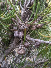 Hakea epiglottis epiglottis